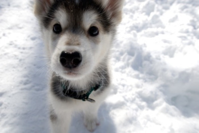 Baby Huskies In The Snow