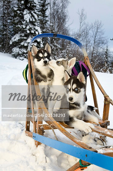 Baby Huskies In The Snow