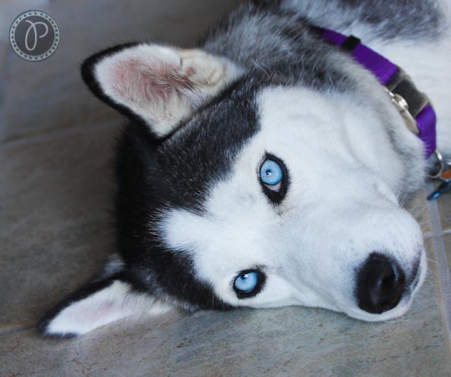 Baby Huskies With Blue Eyes