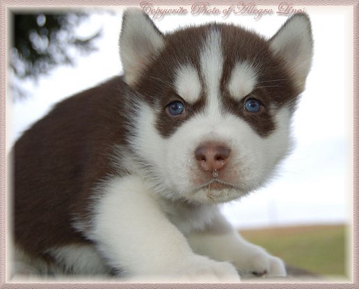 Baby Huskies With Blue Eyes