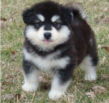 Baby Huskies With Blue Eyes