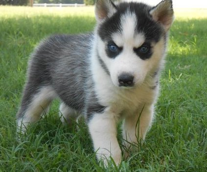 Baby Huskies With Blue Eyes