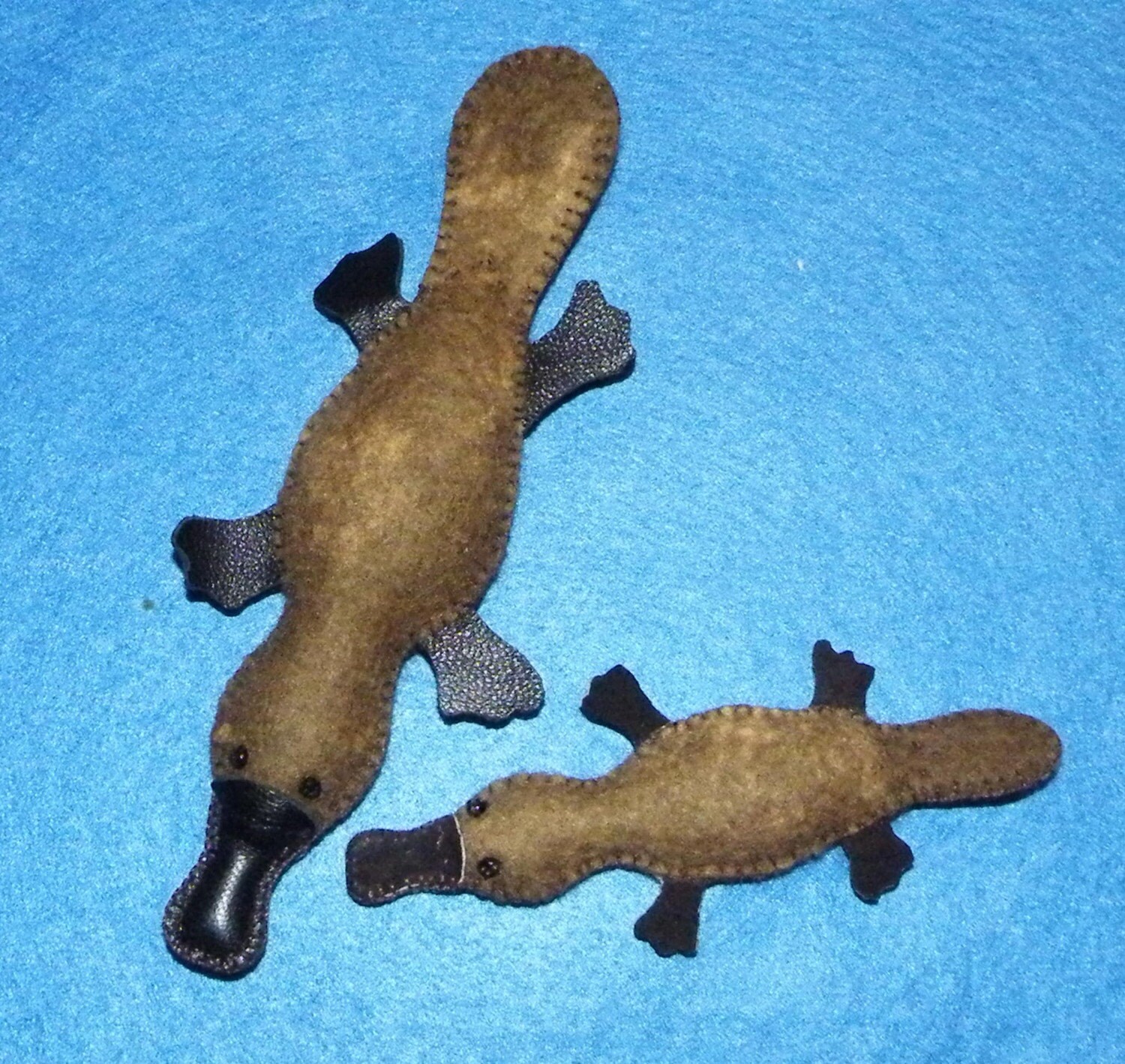 Baby Platypuses For Sale