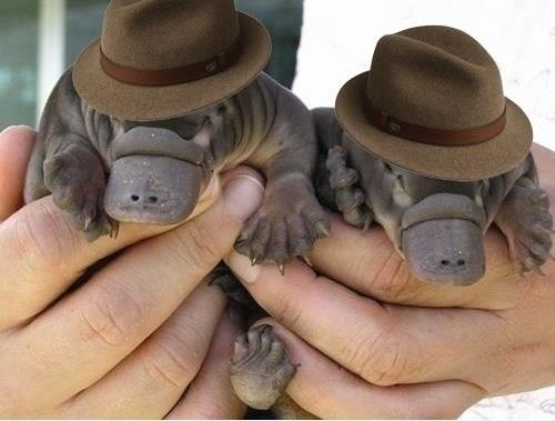 Baby Platypuses In Fedoras