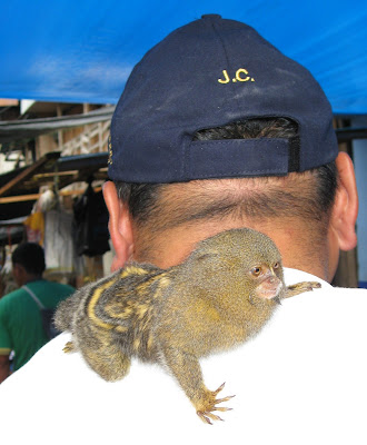 Baby Pygmy Marmoset Monkey