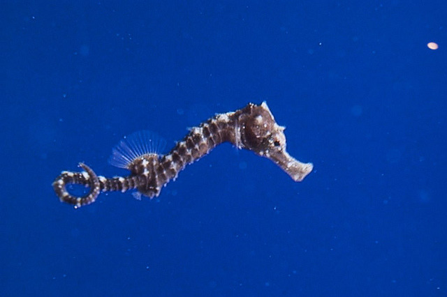 Baby Seahorse Pictures