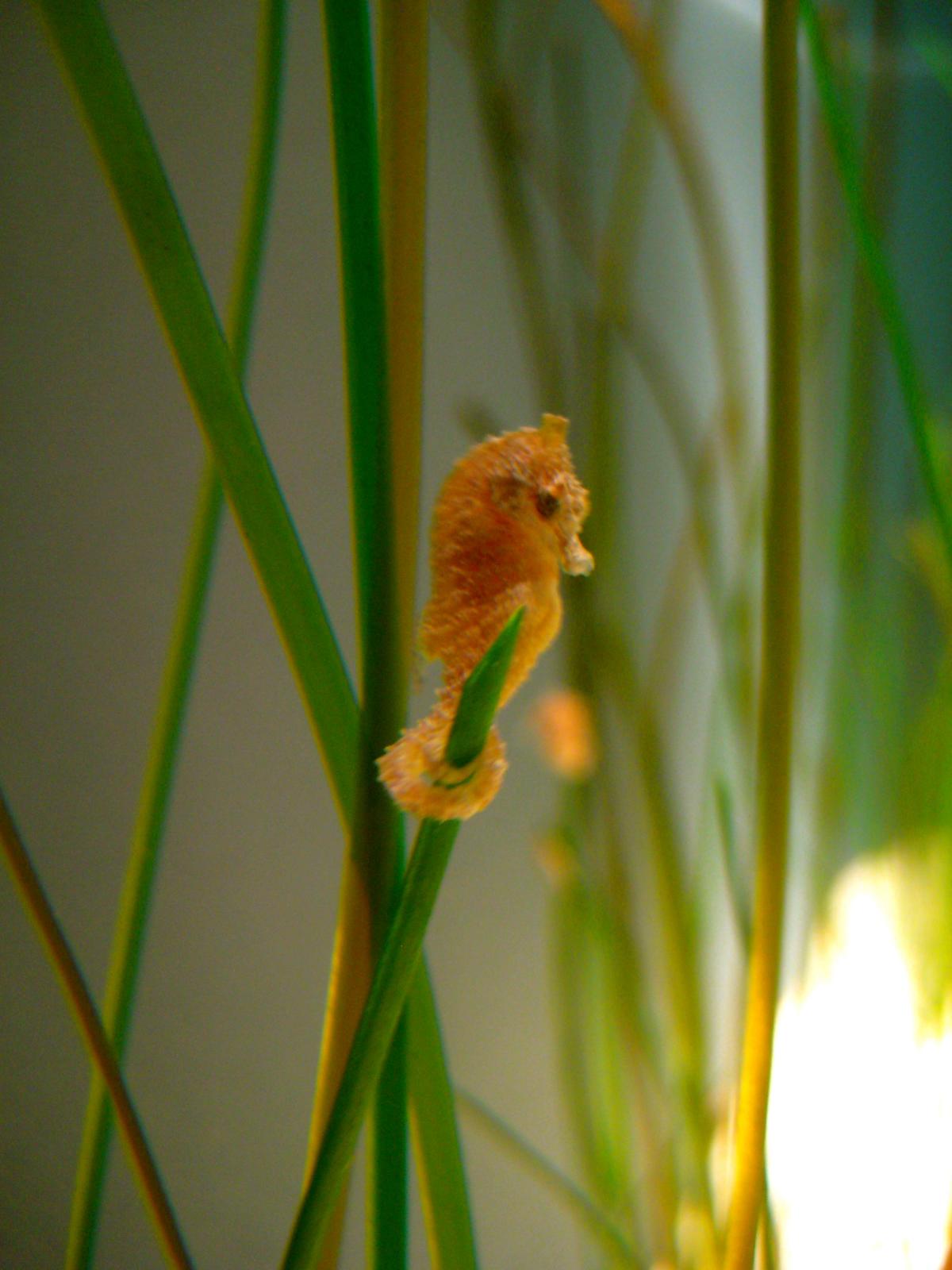 Baby Seahorse Pictures