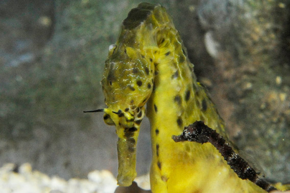 Baby Seahorse Pictures