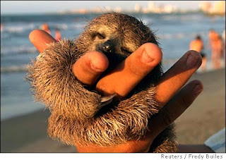 Baby Sloth