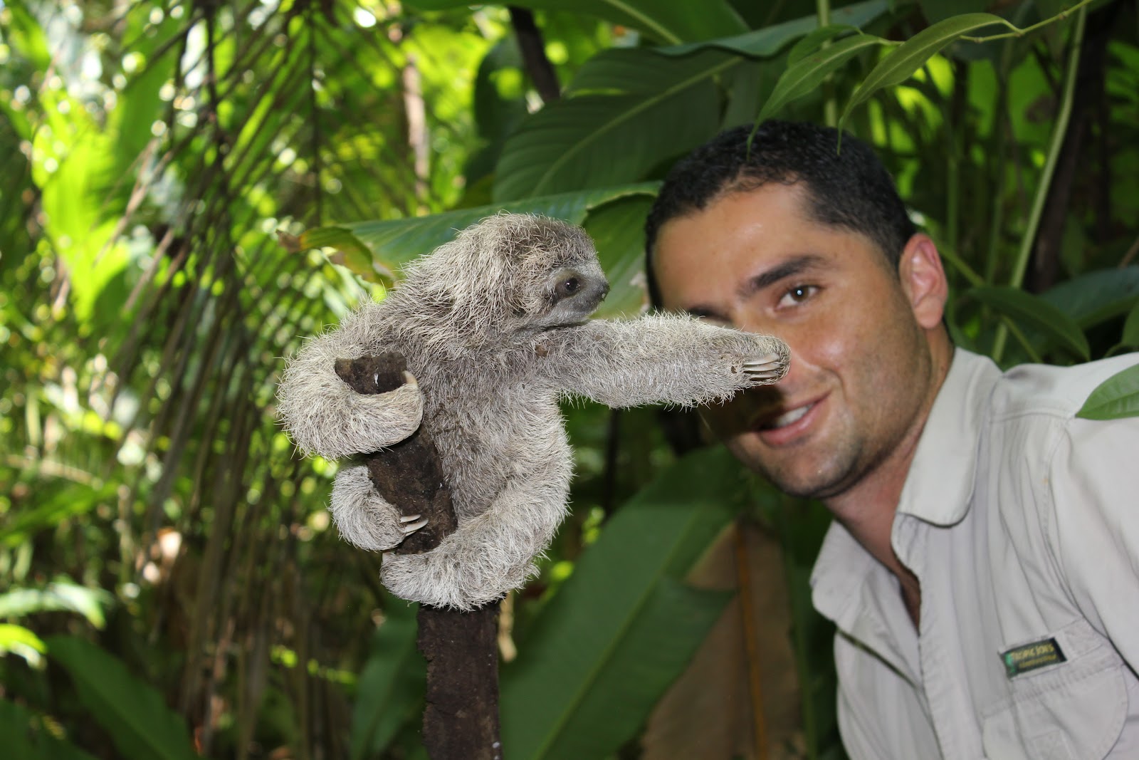 Baby Sloth