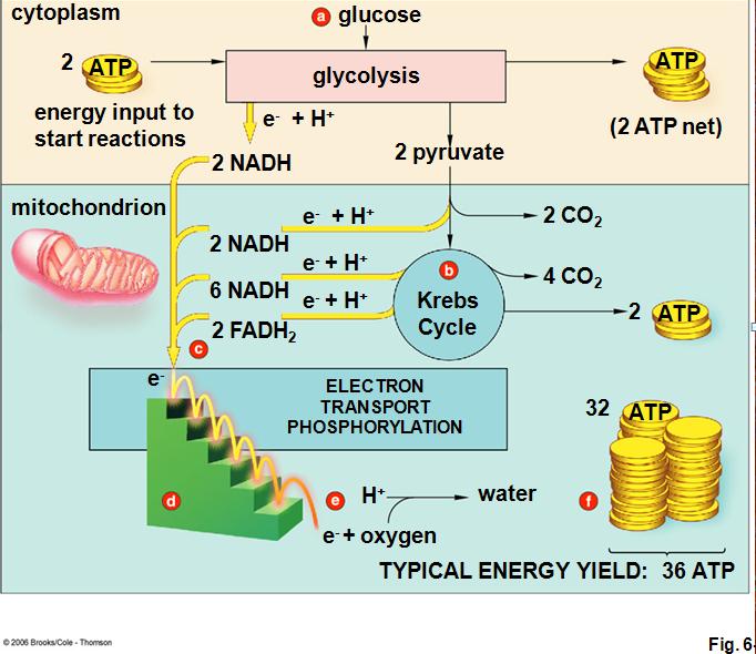 Balanced Photosynthesis Equation