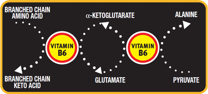 Bcaa Benefits Weight Loss