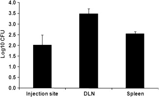 Bcg Injection Site Infection