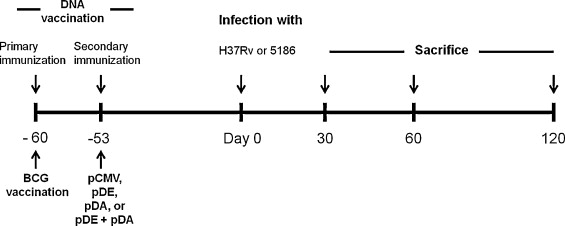 Bcg Injection Site Infection