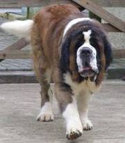 Best Saint Bernard In India