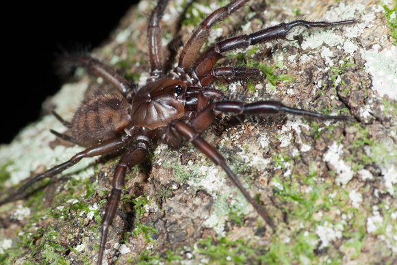 Big Nz Spiders