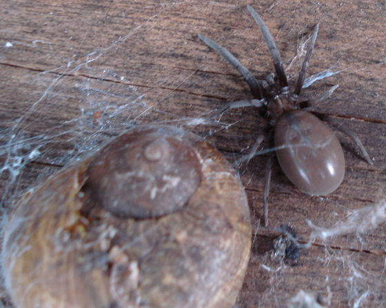 Big Nz Spiders