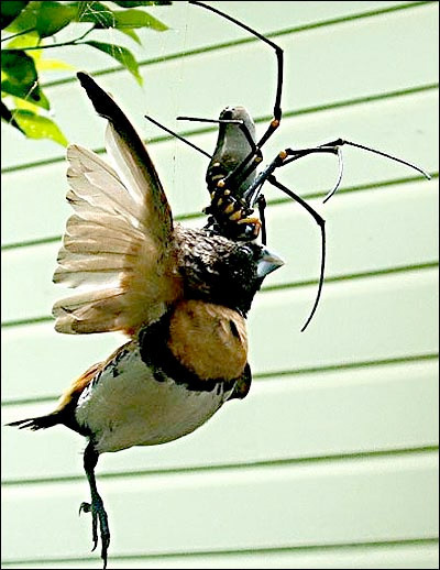 Big Nz Spiders