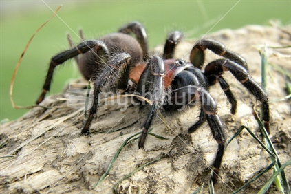 Big Nz Spiders