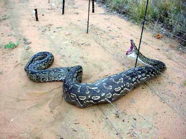 Biggest Python Snake Bite