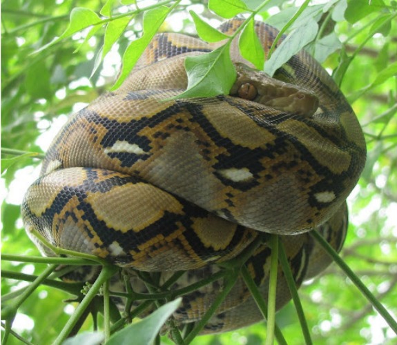 Biggest Python Snake Bite