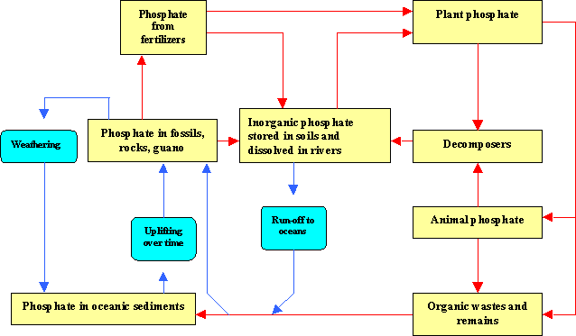 Biological Weathering Definition For Kids