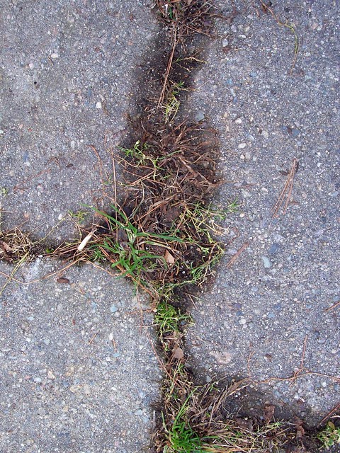 Biological Weathering Of Rocks