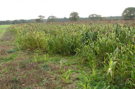 Biomass Feedstock Prices