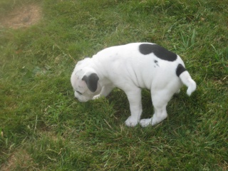 Black And White Staffy Puppies