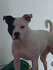 Black And White Staffy Puppies