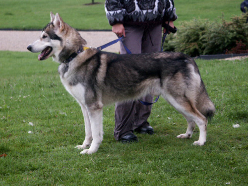 Black Czechoslovakian Wolfdog