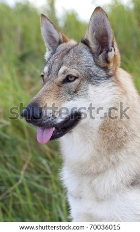 Black Czechoslovakian Wolfdog