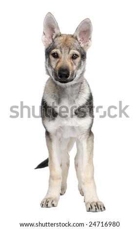 Black Czechoslovakian Wolfdog