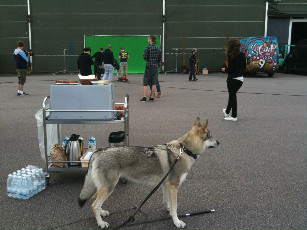 Black Czechoslovakian Wolfdog