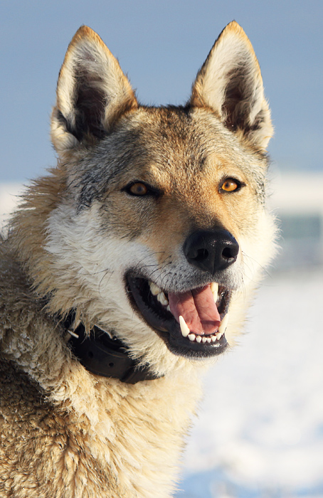 Black Czechoslovakian Wolfdog