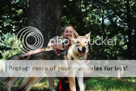 Black Czechoslovakian Wolfdog