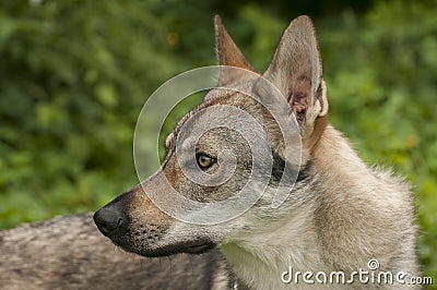 Black Czechoslovakian Wolfdog