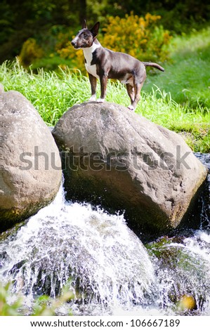 Black English Bull Terrier Puppies