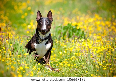 Black English Bull Terrier Puppies