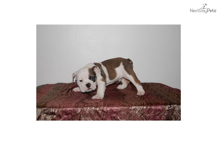 Black English Bulldog Puppies For Sale