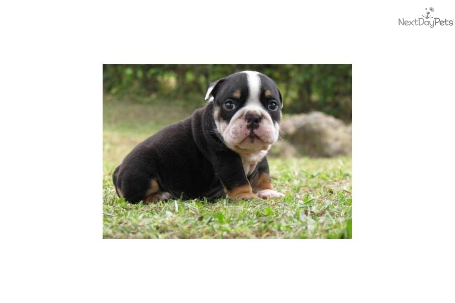 Black English Bulldog Puppies For Sale