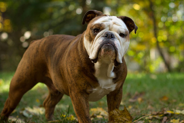 Black English Bulldog Puppies For Sale