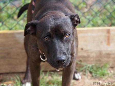 Black Staffy Cross Labrador