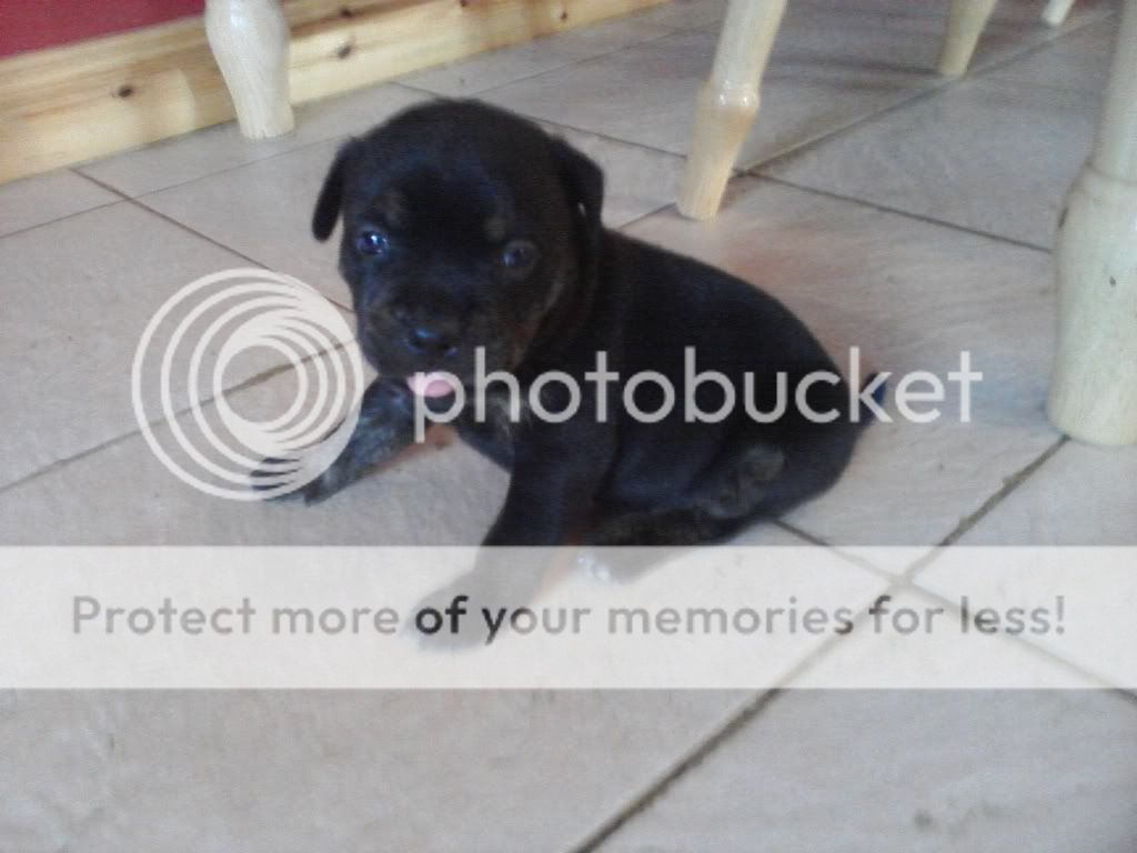 Black Staffy Puppies