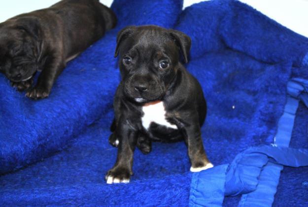 Black Staffy Puppies