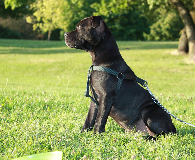 Black Staffy Puppies