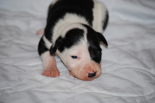 Black Staffy Puppies For Sale