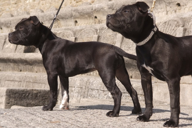 Black Staffy Puppies For Sale