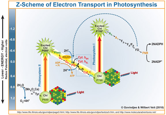 Blank Photosynthesis Diagram