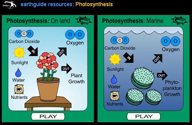 Blank Photosynthesis Diagram